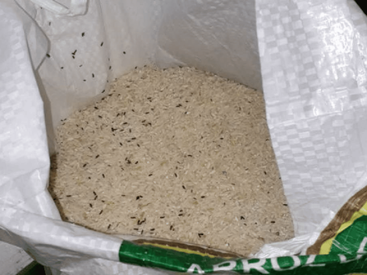 Coronavirus: un intendente entregó arroz con gorgojos y señaló: "Hacen bien contra el cáncer"