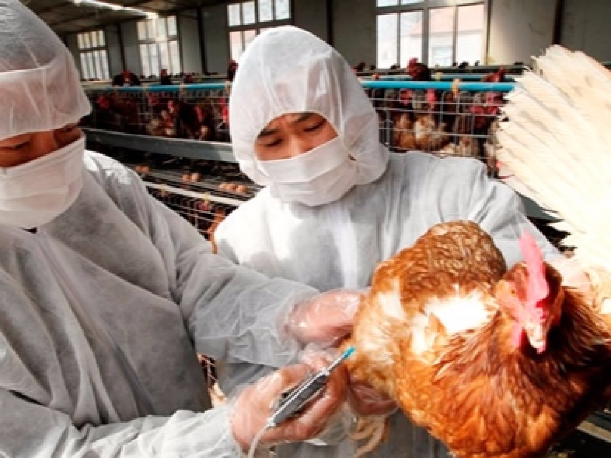 Alerta máxima en Japón por grive aviar tras hallar el virus en un ave en Tokio