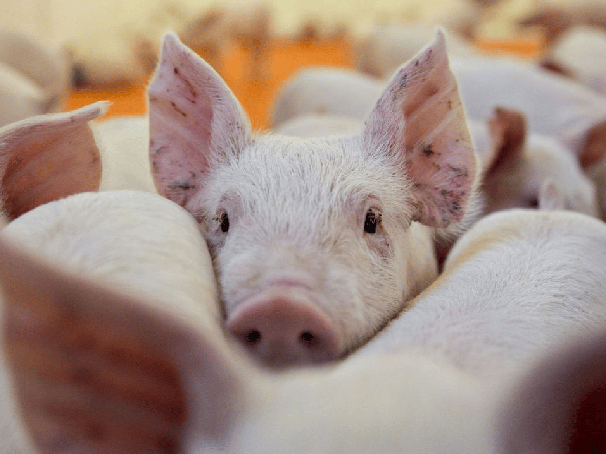 Se acordó exportación de cerdos de Brinkamnn a China