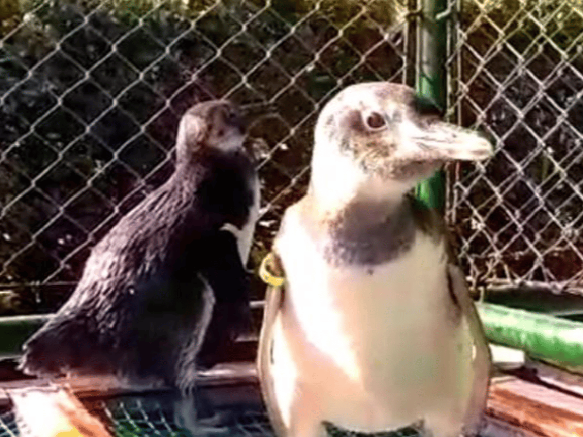 Así está el pingüino que fue rescatado de una casa en Santa Rosa de Calamuchita
