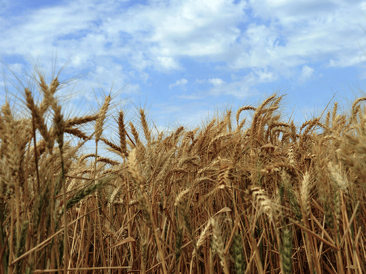 El trigo se vende por adelantado 