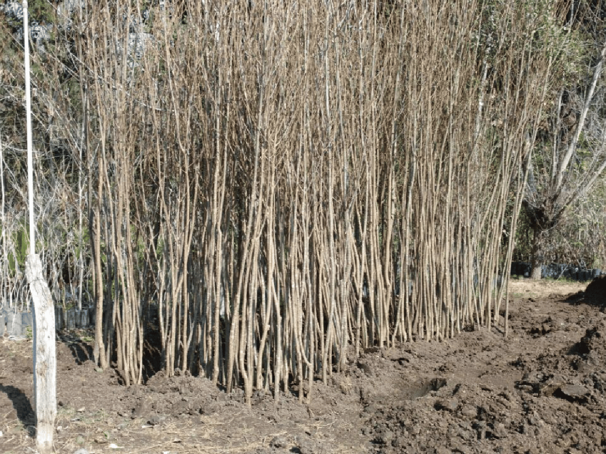 Brinkmann renueva plantas  secas y coloca nuevos árboles   