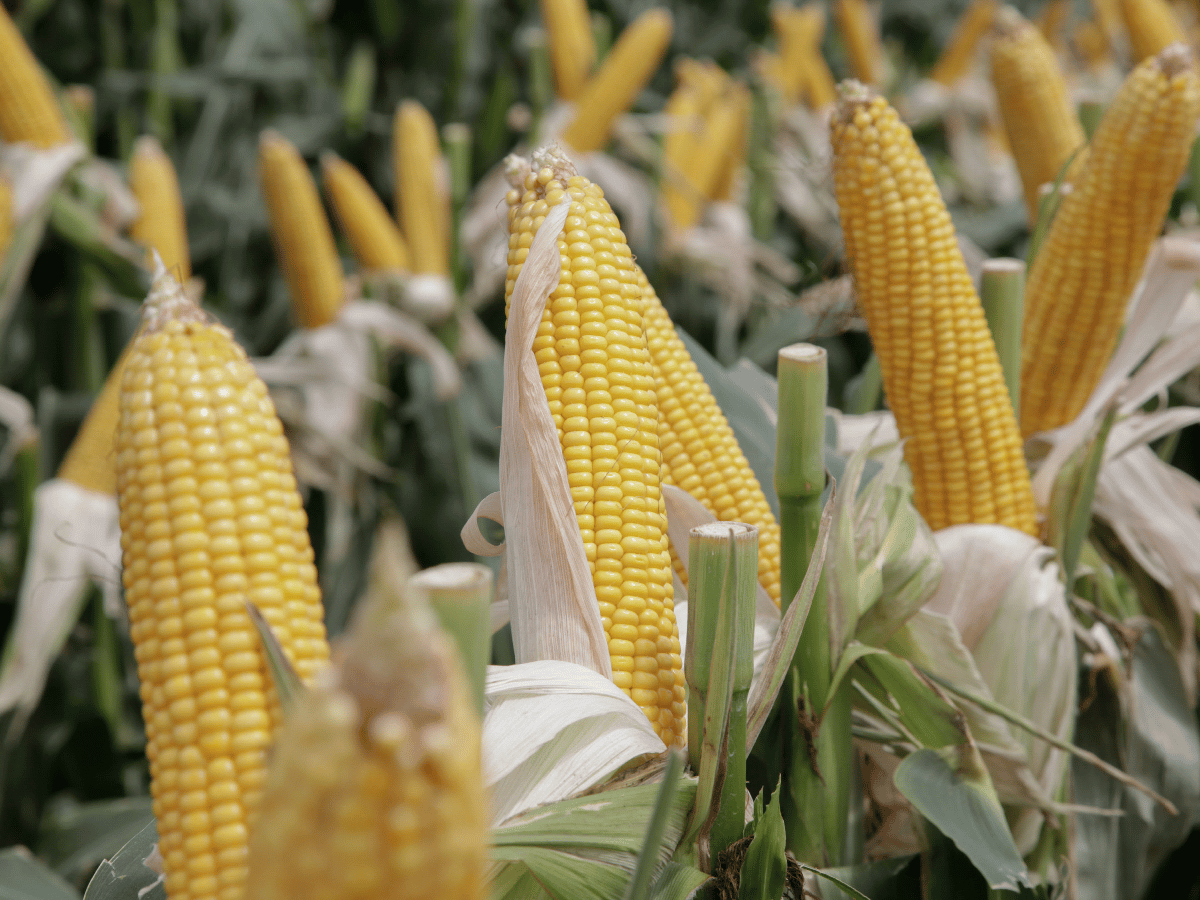 Estimaciones reducen la cosecha soja y aumentan la de maíz          