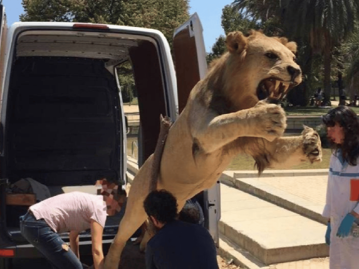 Una española intentó vender en Internet un león de África disecado
