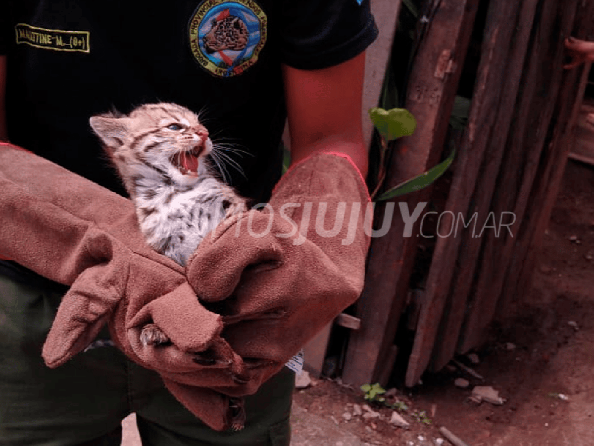 Jujuy: rescataron a un gatito montés que era comercializado por redes sociales