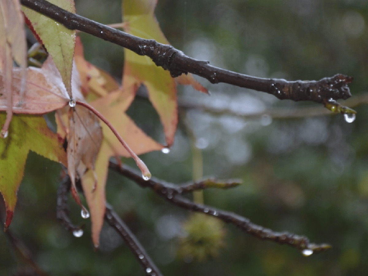 El otoño será más lluvioso y menos frío de lo habitual