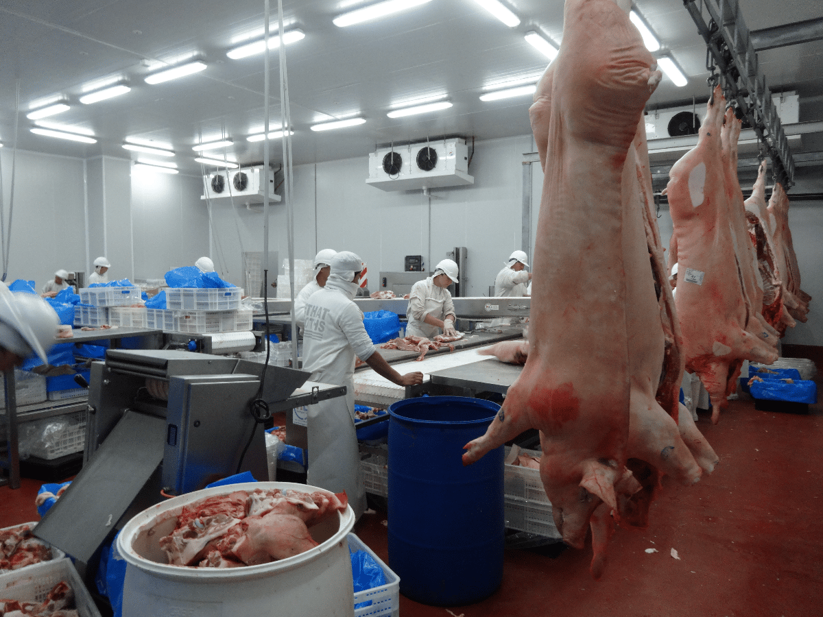 Argentina ya produce un kilo de cerdo por cada cinco kilos de carne vacuna