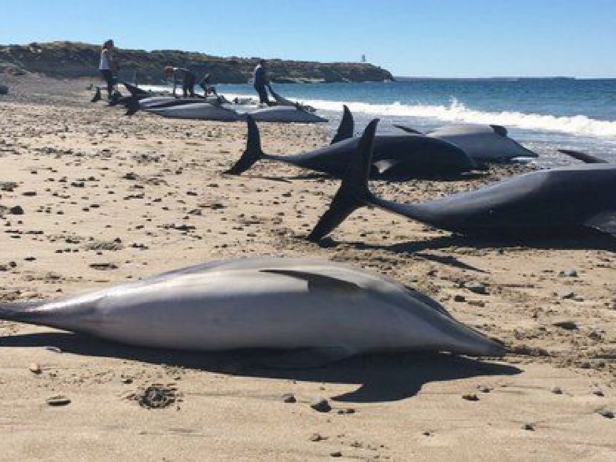 Hallaron varados a 68 delfines en Chubut: 19 sobrevivieron 