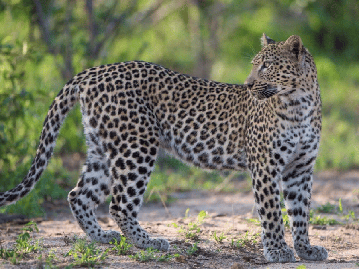 Un leopardo mató a un nene de dos años en una reserva natural de Sudáfrica