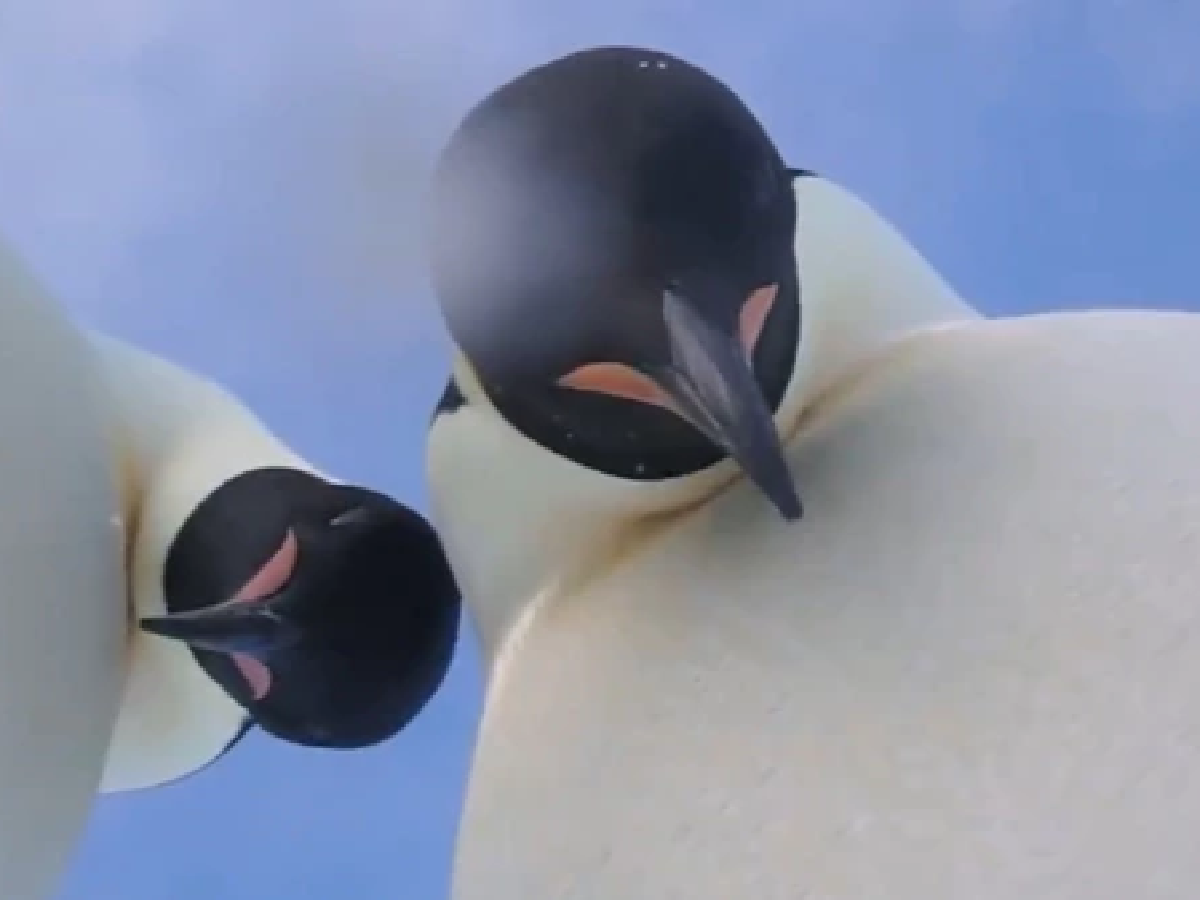 [Video] Dos pingüinos emperador se hacen un ‘selfie’ en la Antártida