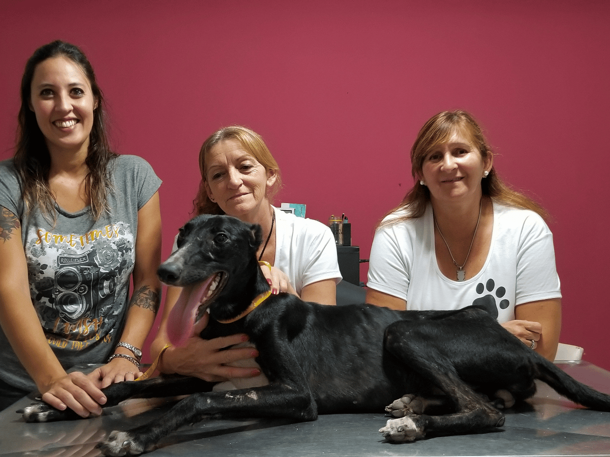 Refugio de amor: piden más hogares temporales para mascotas de la calle   
