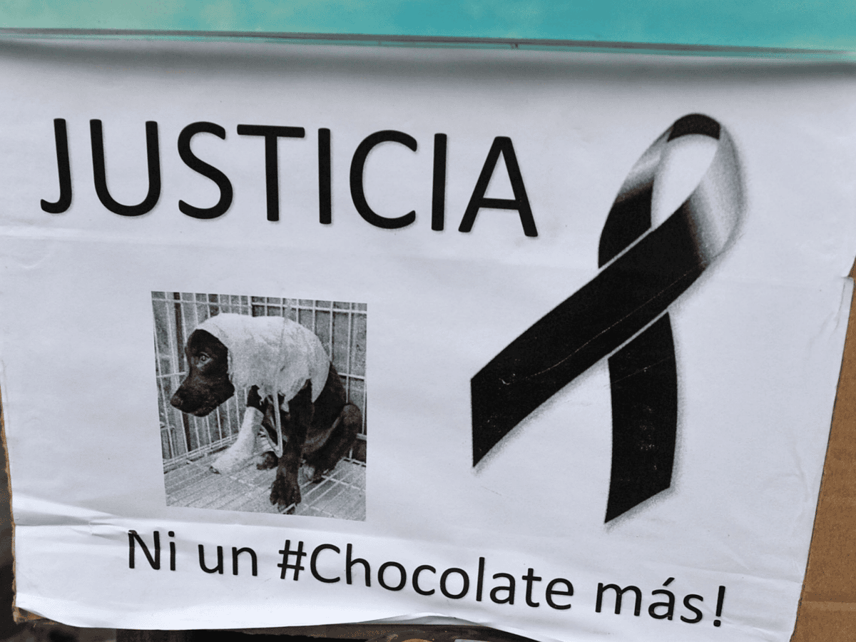 Chocolate: los detalles del caso a horas del juicio