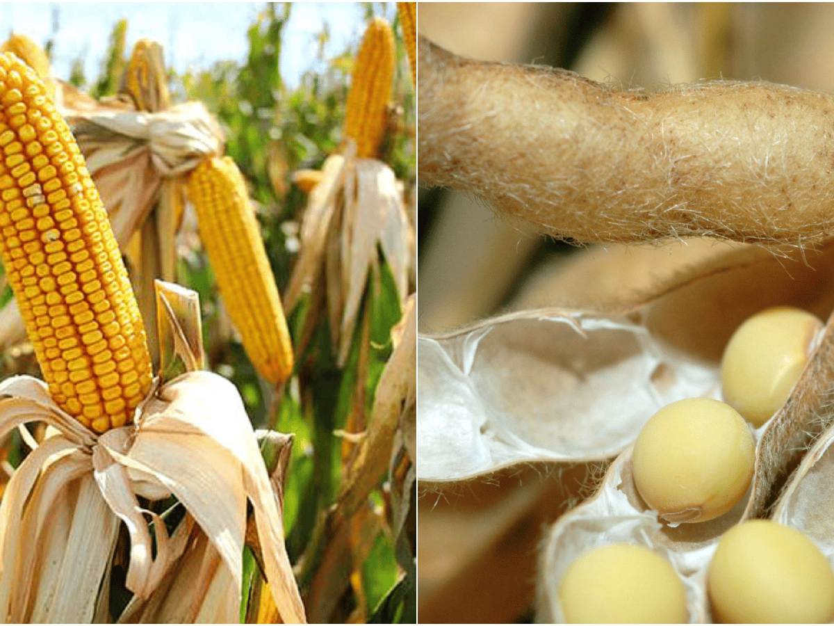  El Usda estima dos millones de  toneladas más de maíz y una de soja argentina 