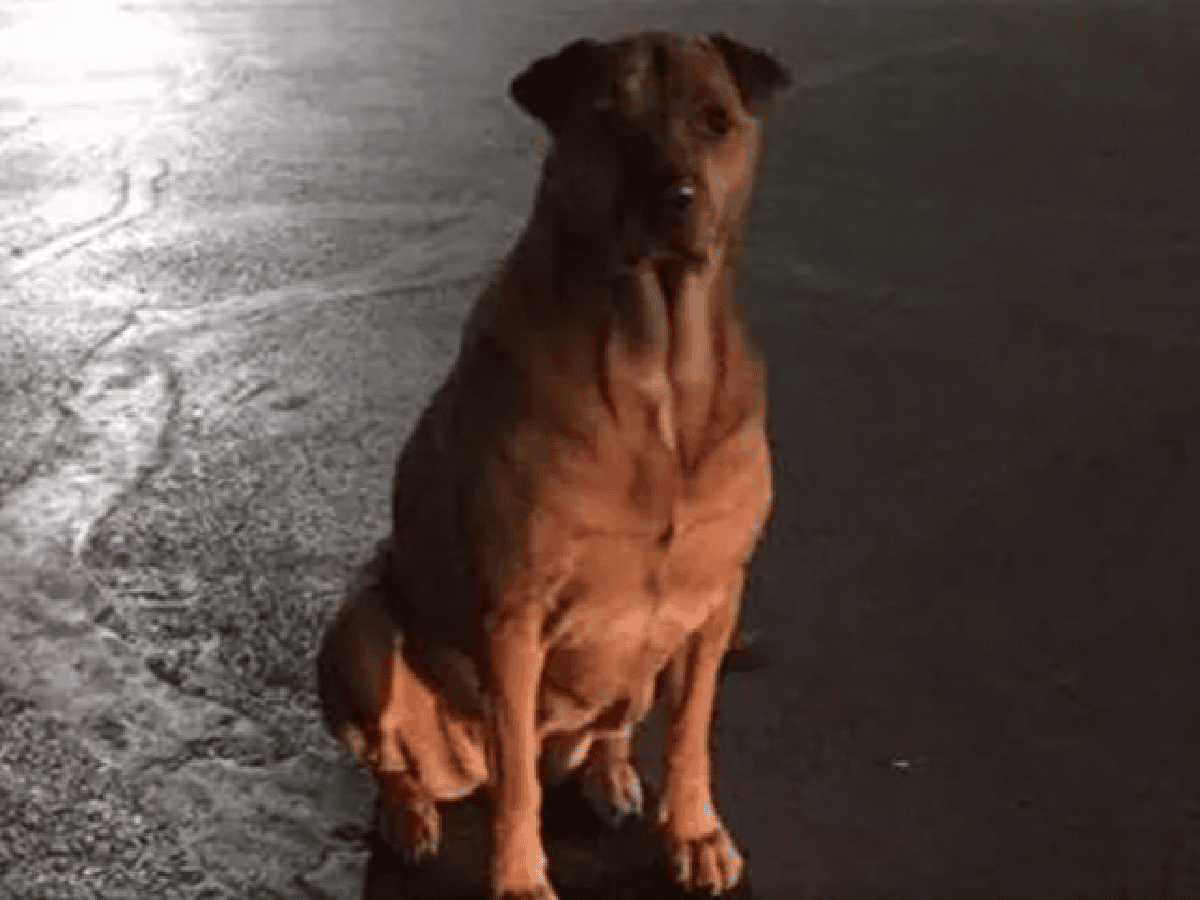 [Video] Encontró a su perra fingiendo ser de la calle para tener hamburguesas gratis