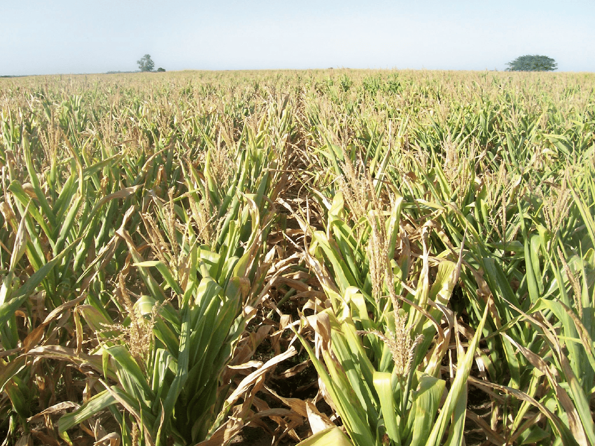Por primera vez en 20 años, la Argentina producirá más maíz que soja