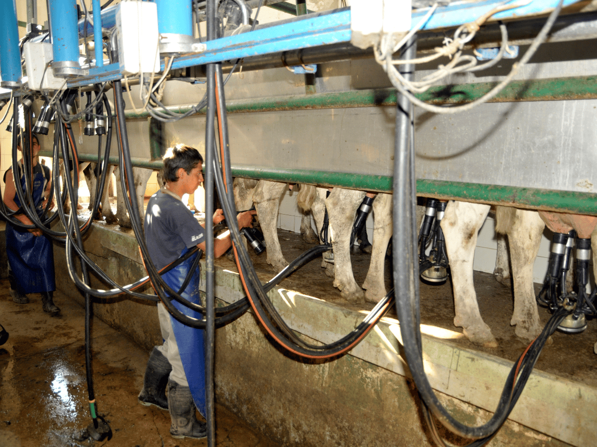 Los cluster, una herramienta de salida a la crisis láctea en la región 