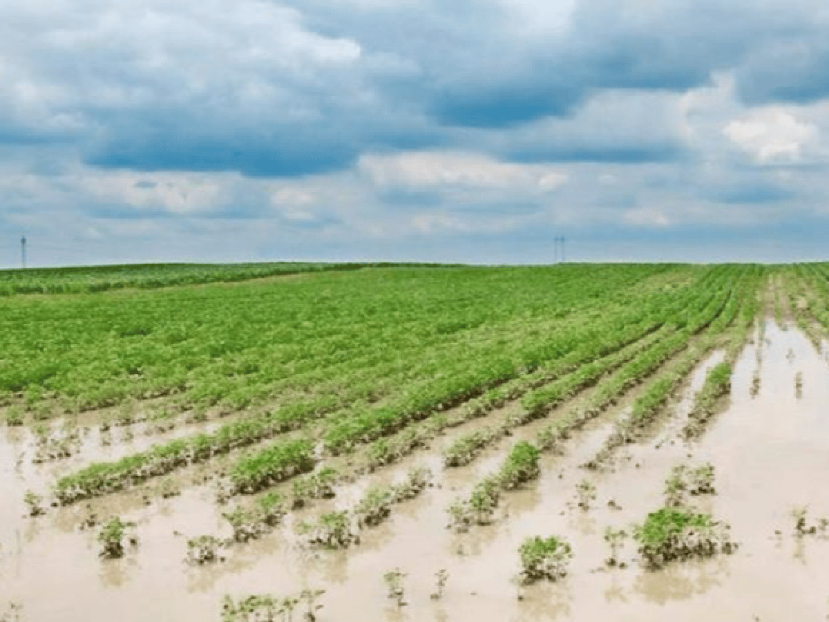  Inundaciones: productores  del norte santafesino perderán ingresos por U$S 230 millones