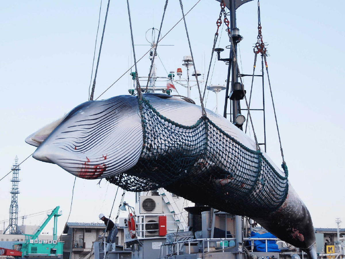Japón retoma la caza comercial de ballenas tras 30 años de interrupción