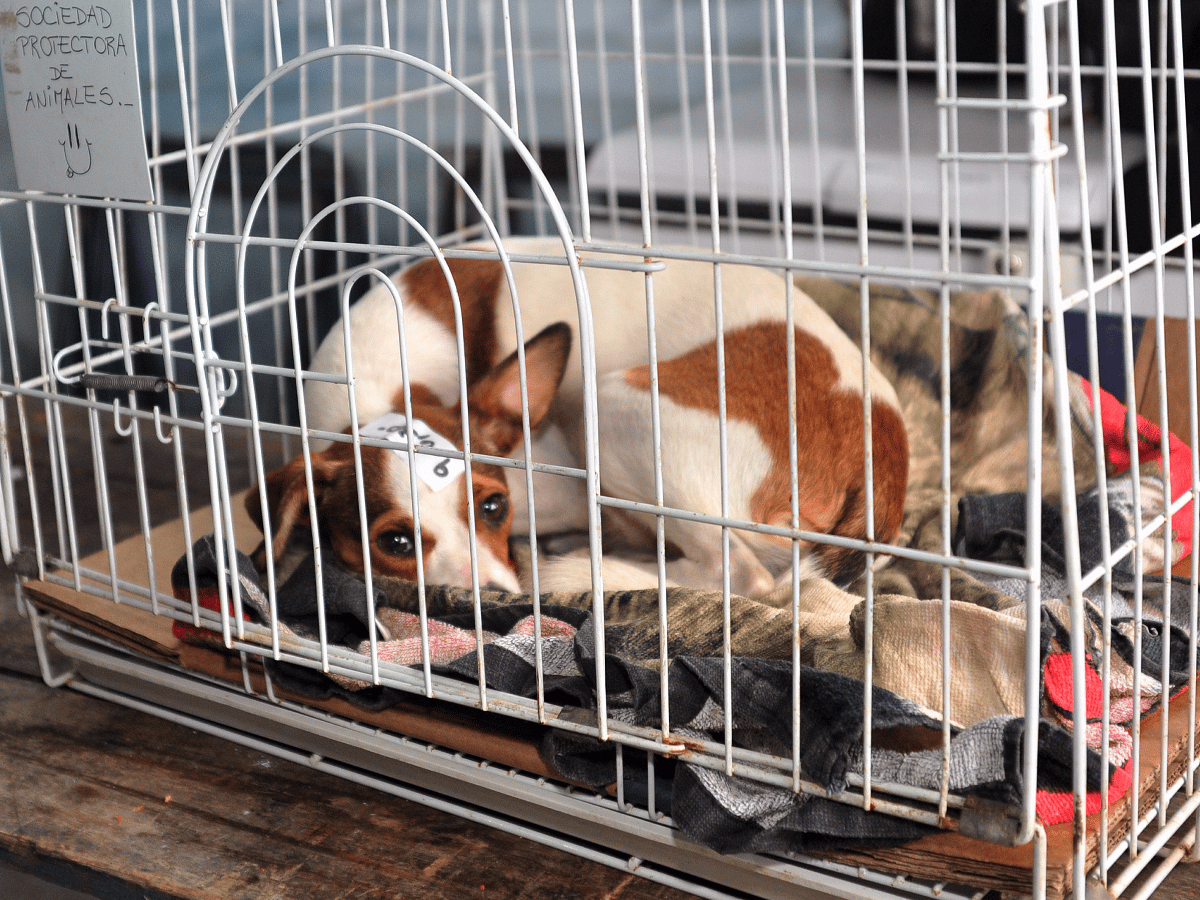 El Cani Móvil tuvo su primera jornada de esterilizaciones: pasaron 15 animales 