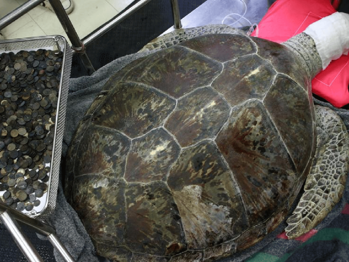 Murió la tortuga tailandesa que se tragó centenares de monedas 