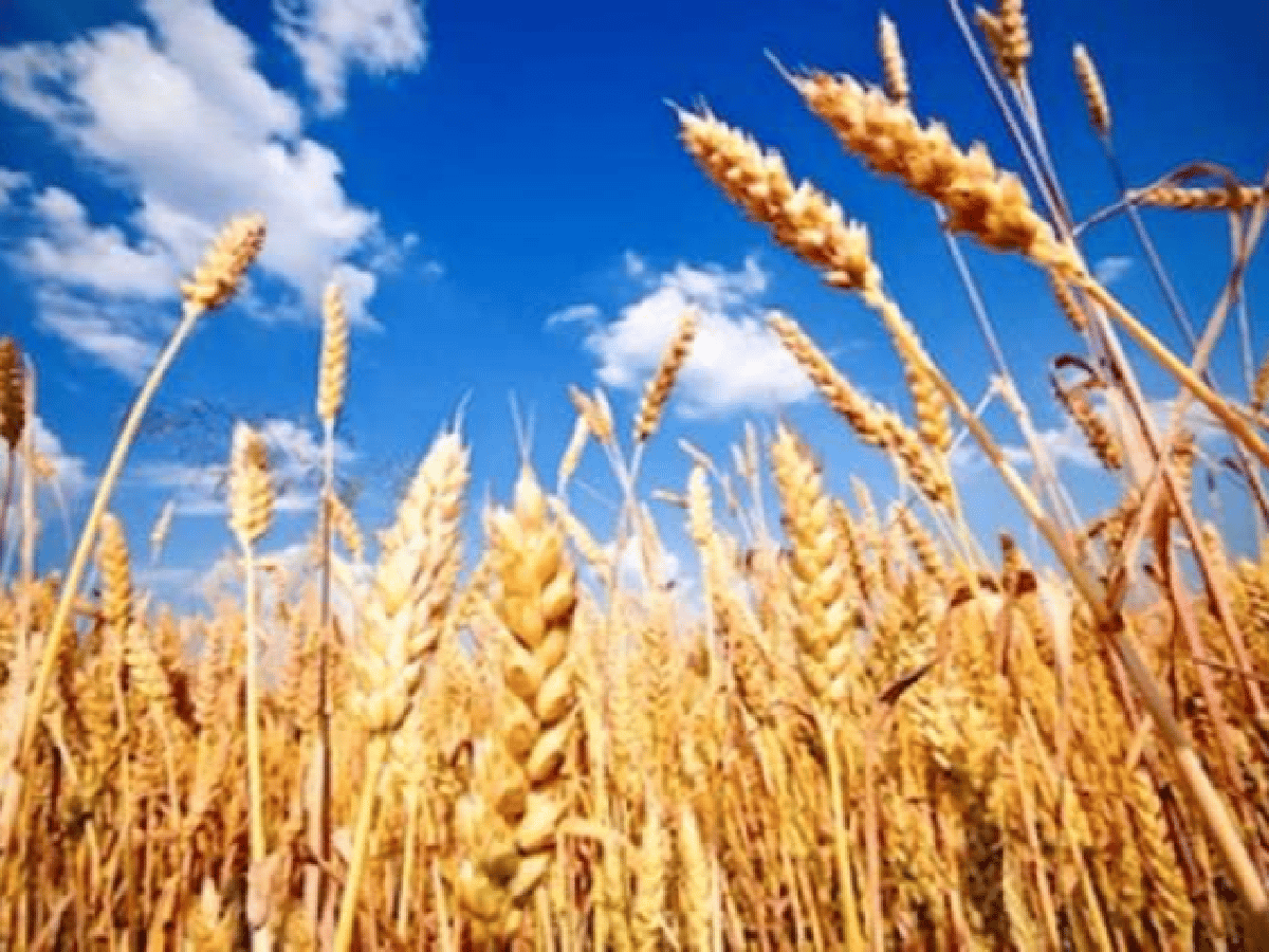 La siembra de trigo será la mayor en 15 años