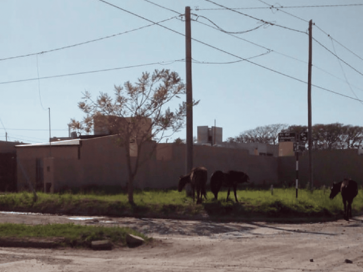 Otra vez caballos sueltos en la ciudad: Amad pide más control 
