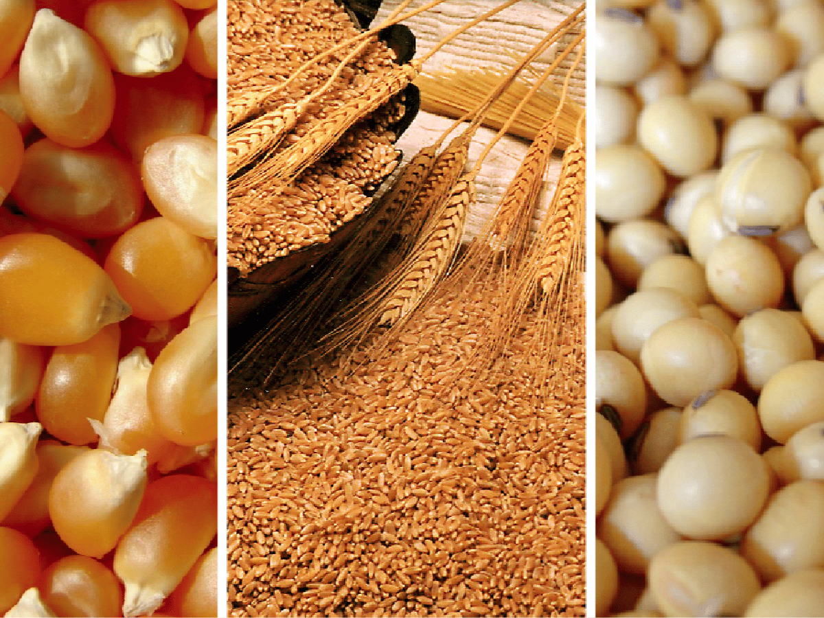 Chicago: subió la soja pero  cayó el maíz y el trigo        