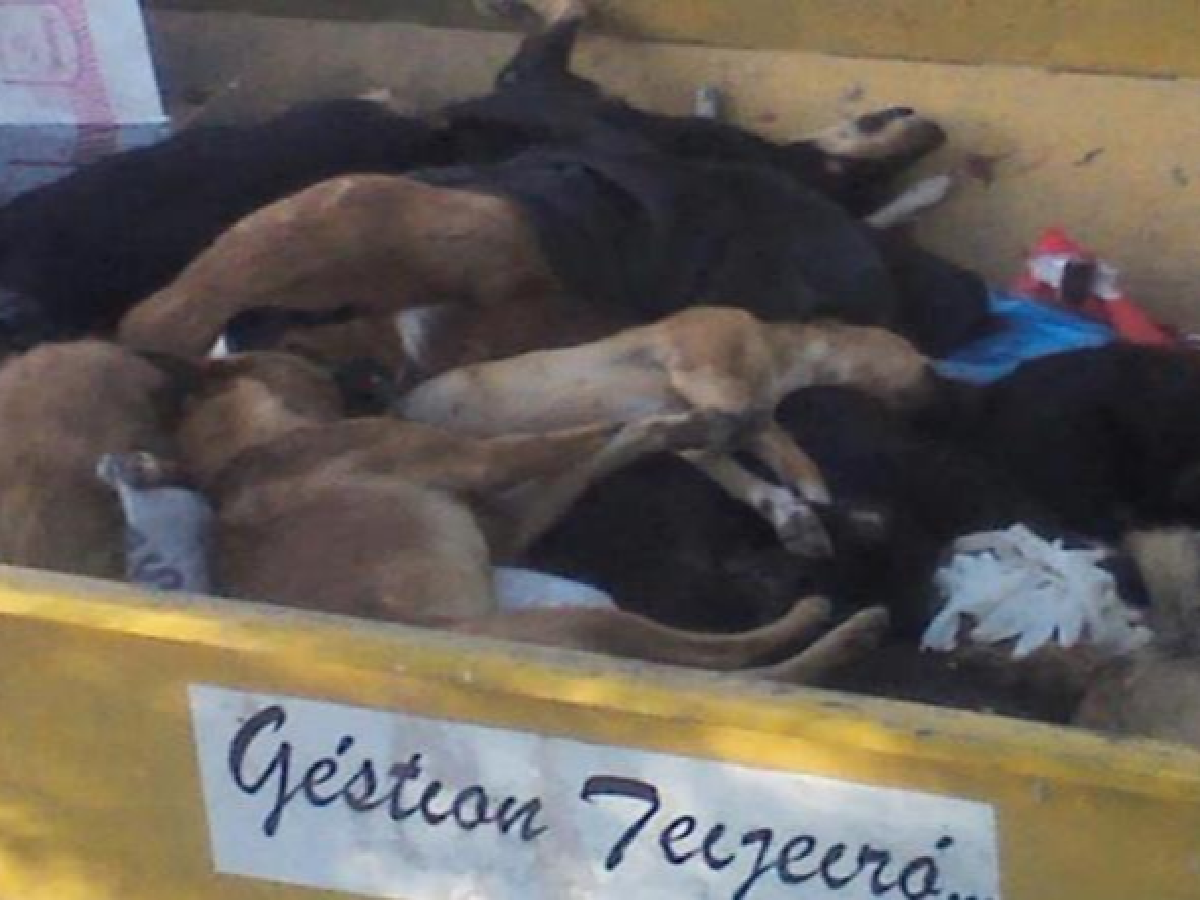 Deán Funes: llega a juicio el ex intendente acusado de la matanza de más de 500 animales