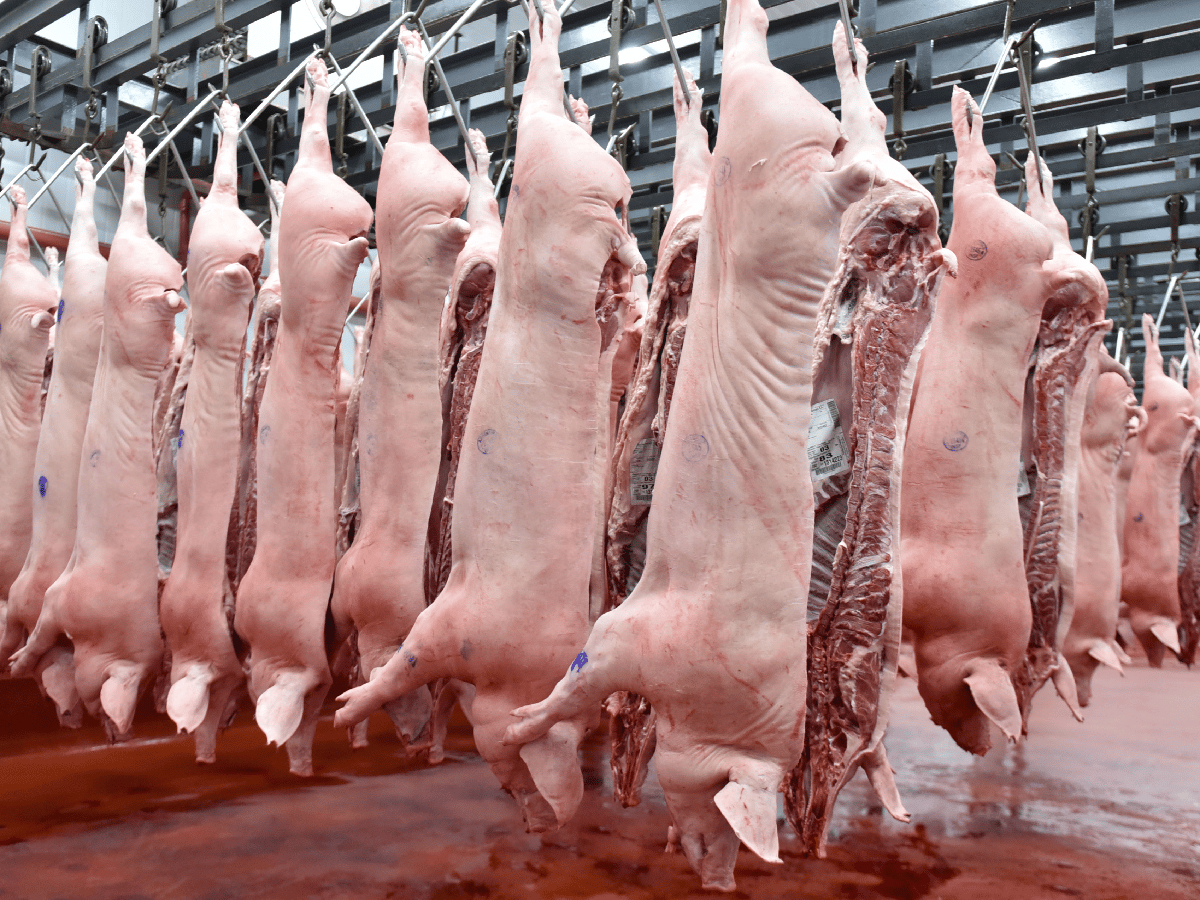 Porcinos: sector que crece  aún en medio de la crisis  