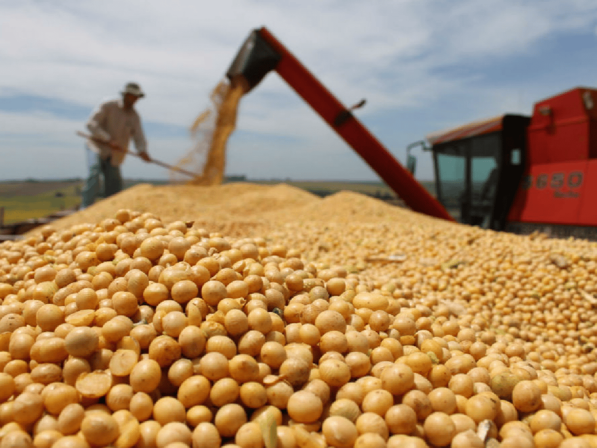 Las exportaciones agrícolas impulsarán la actividad económica en 2019