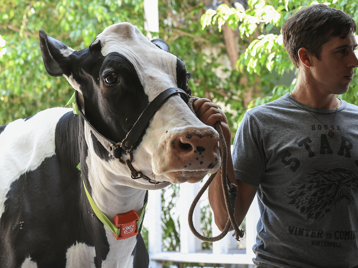 Chatear con vacas gracias a la inteligencia artificial y el ingenio de un morterense: el presente del "agro 4.0"