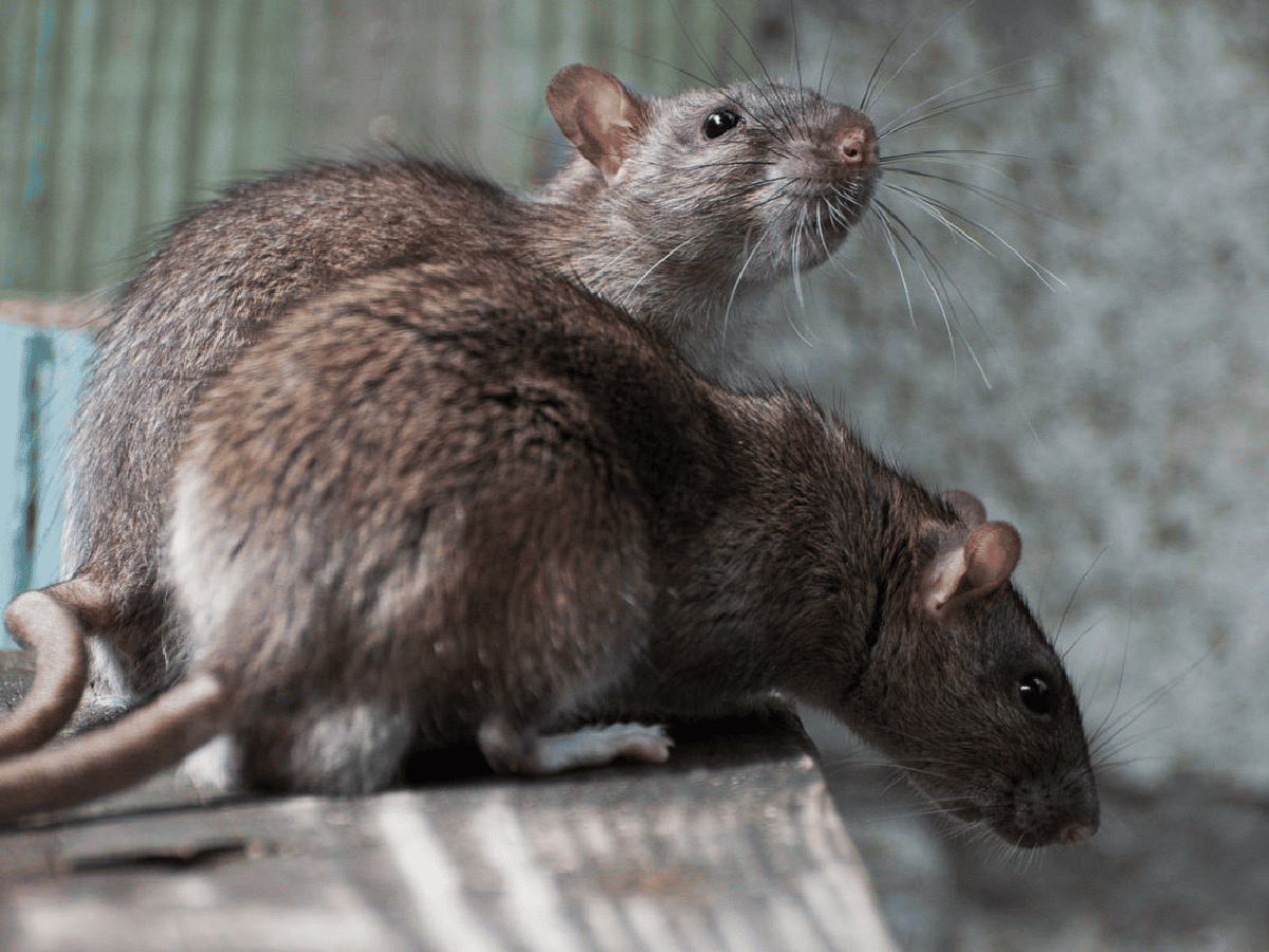 Nueva York y una nueva caída en la "guerra" contra las ratas