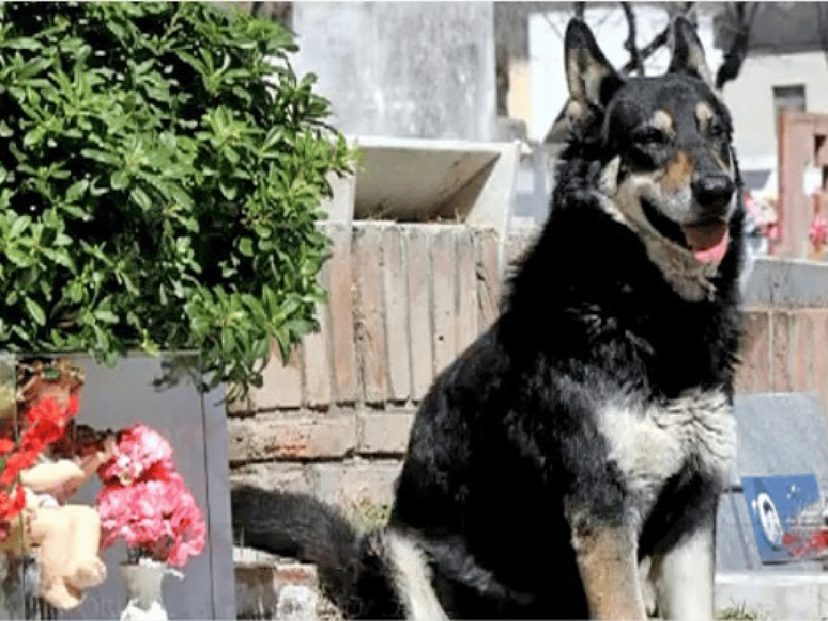 Murió Capitán, el perro que visitó durante 10 años la tumba de su amo