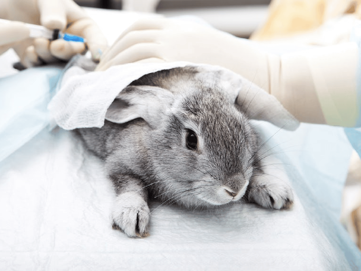 Piden que se prohíba el uso de conejos y ratones en la industria cosmética