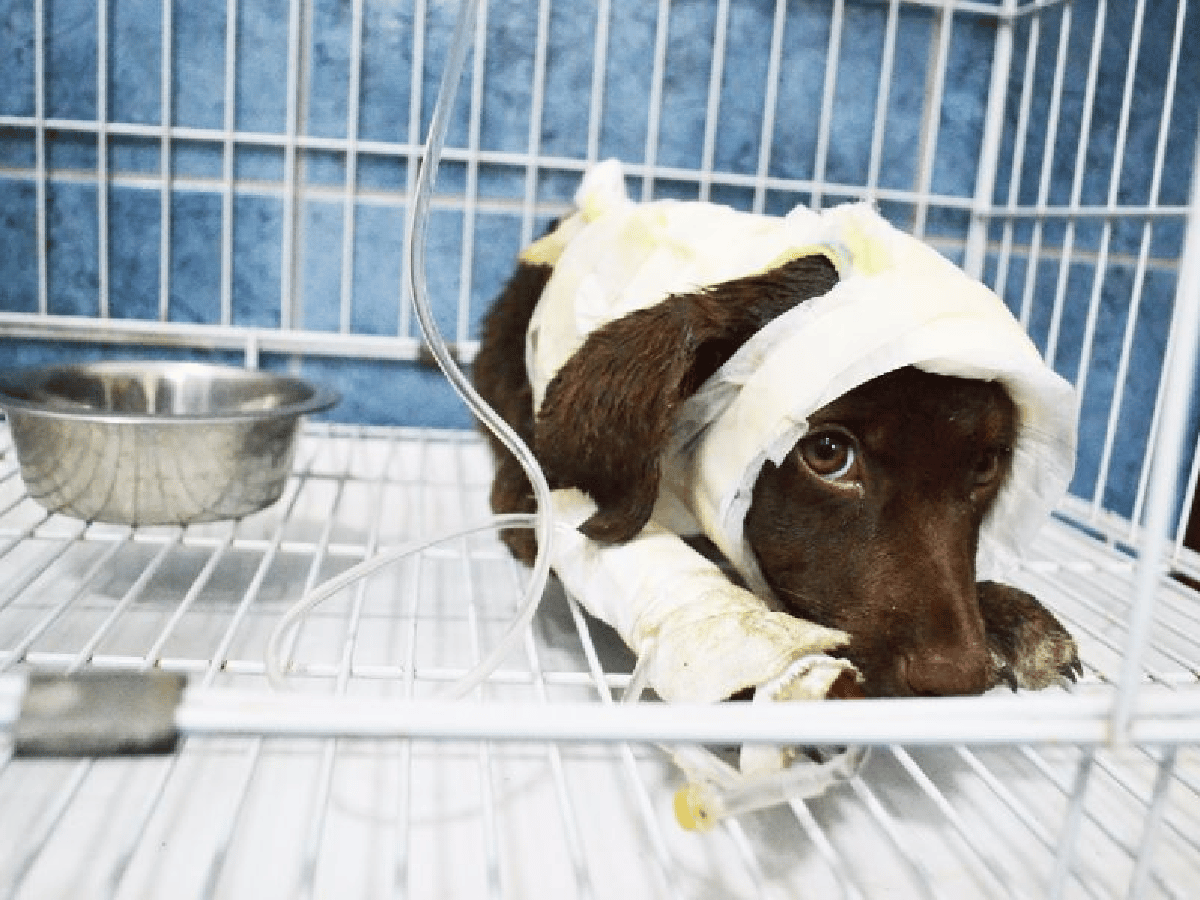 A un año de la brutal agresión a Chocolate, el perro que se convirtió en símbolo del maltrato animal 