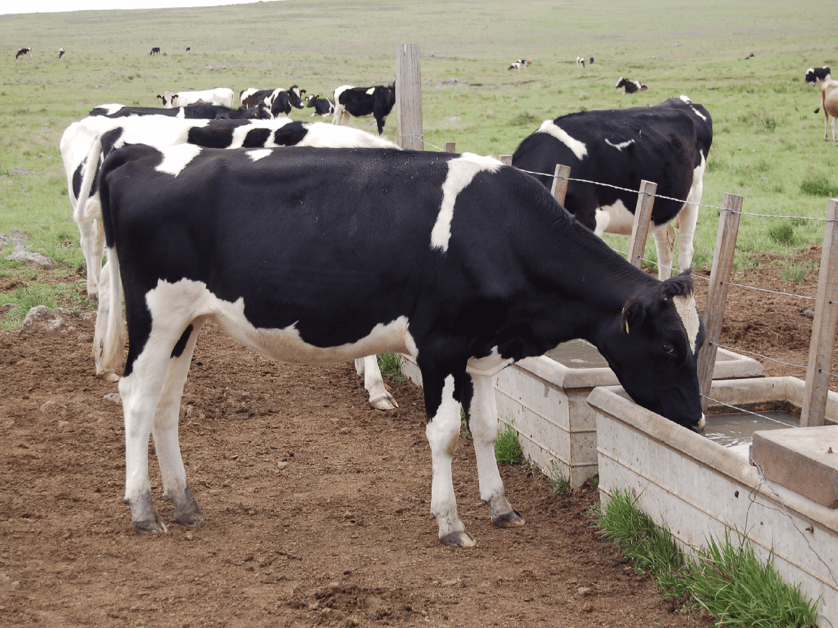 Consumo de agua en vacas lecheras: la calidad también importa         