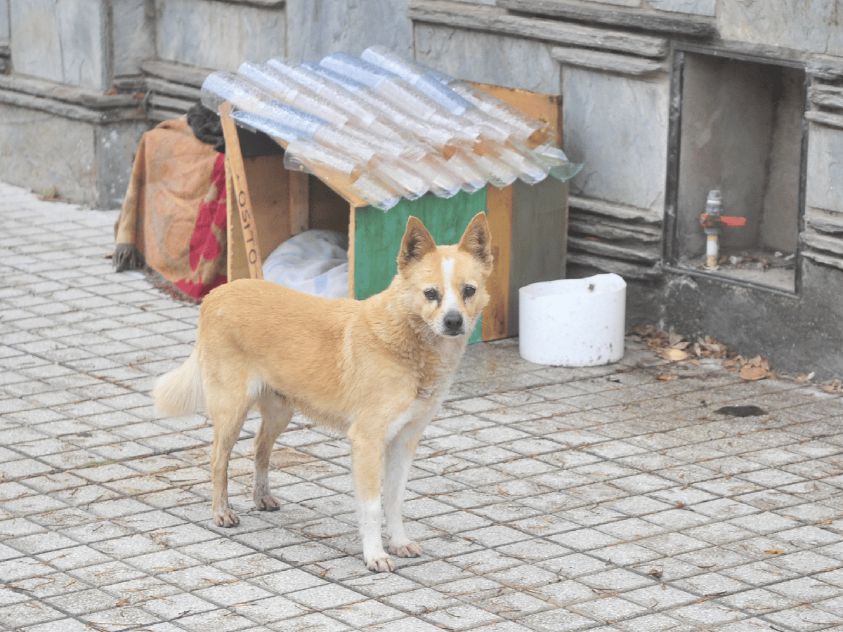 Osito, el perro que eligió quedarse con sus vecinos 