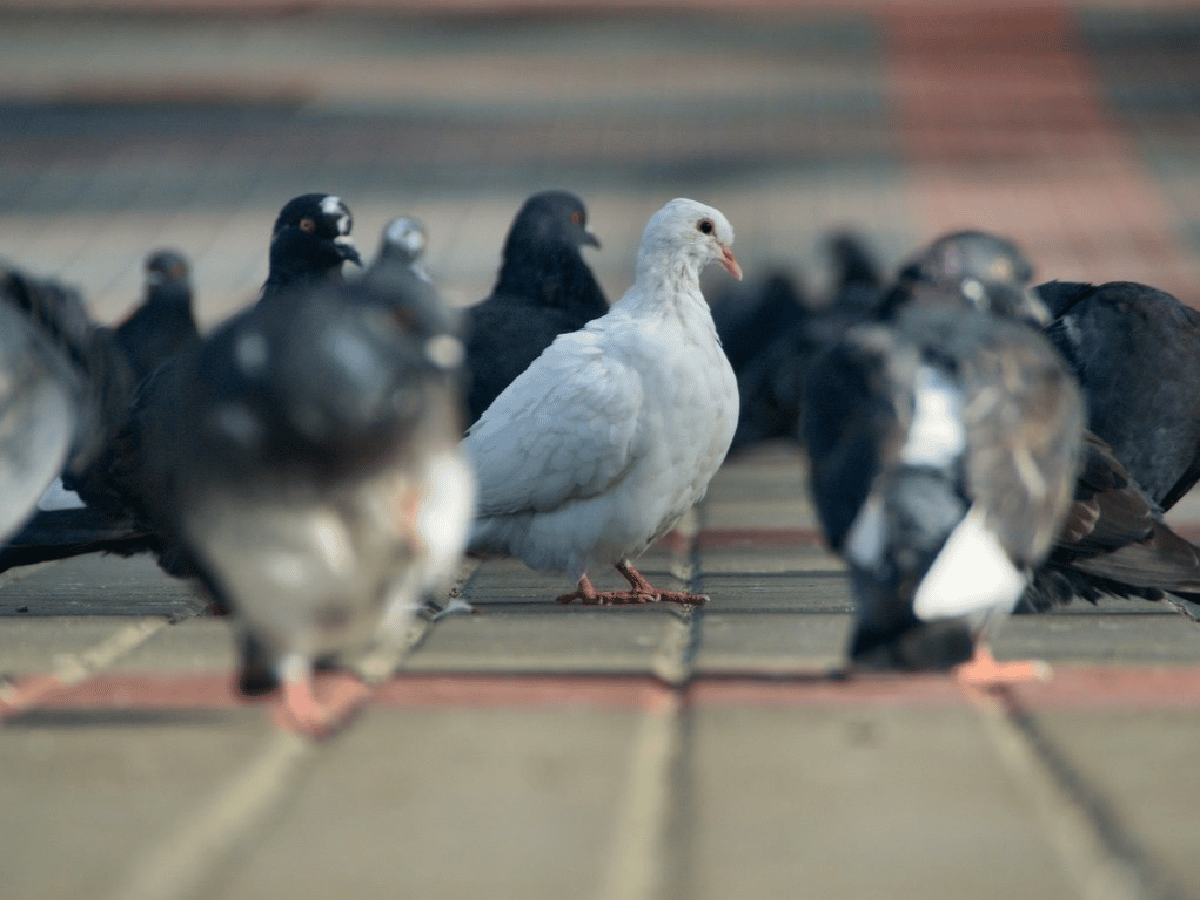 El Concejo impulsa campaña para erradicar la presencia de palomas