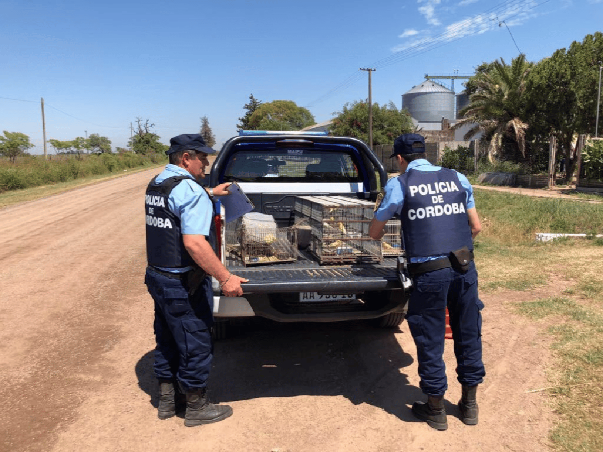 Secuestraron animales en cautiverio tras un allanamiento en Porteña