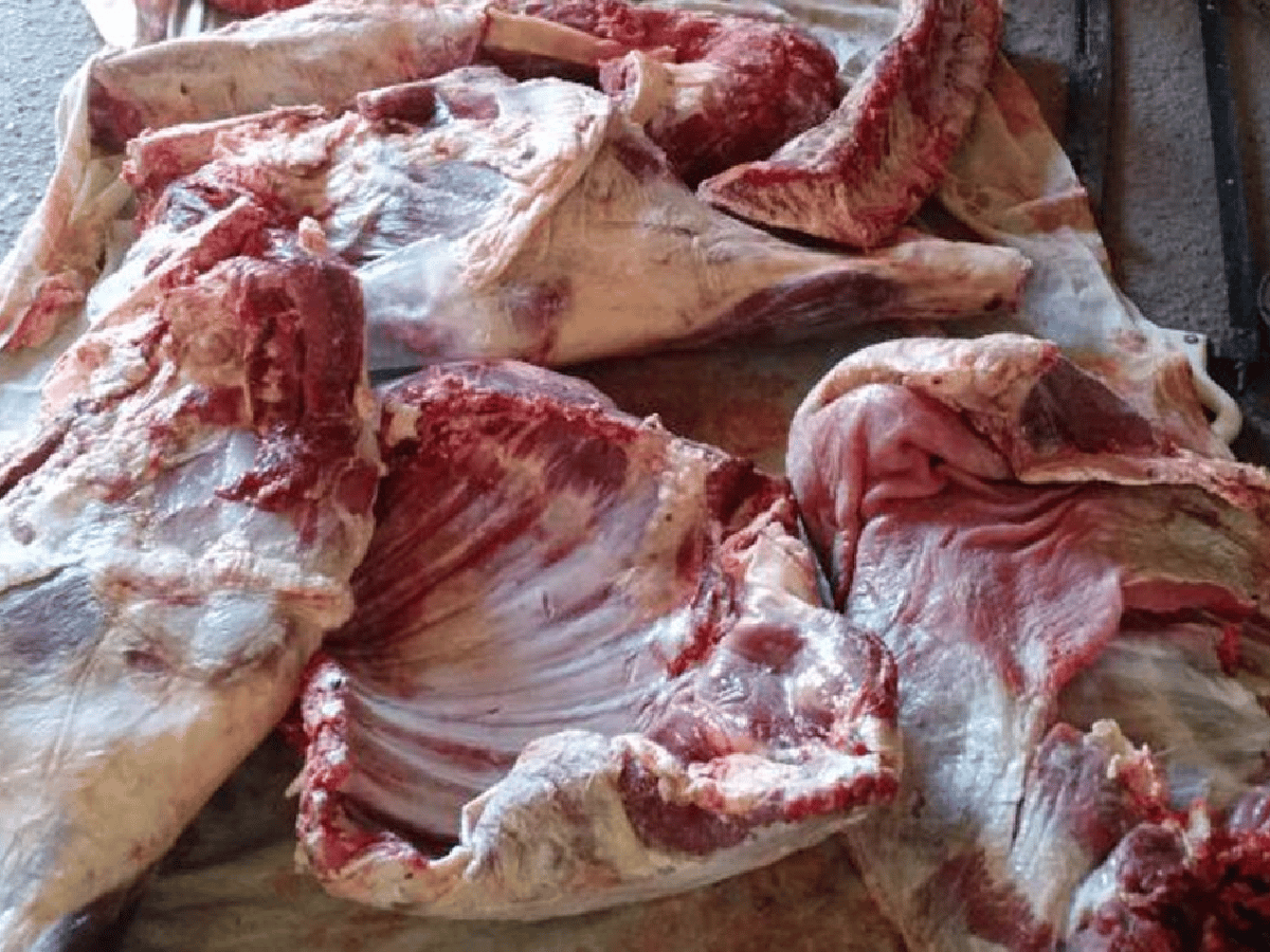 faena clandestina: secuestraron en Morteros 100 kilos de carne