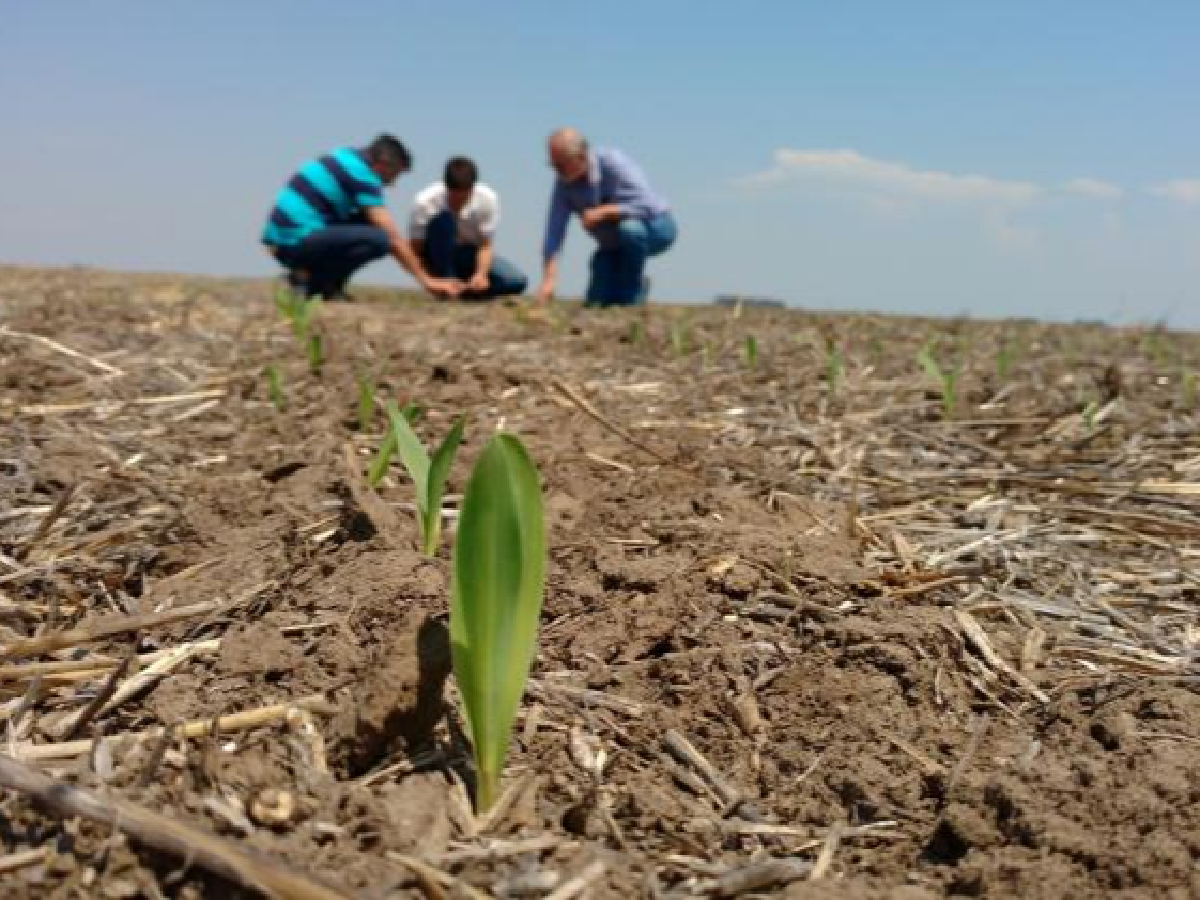 Con menos agua, la siembra de maíz en Córdoba arrancó más lenta