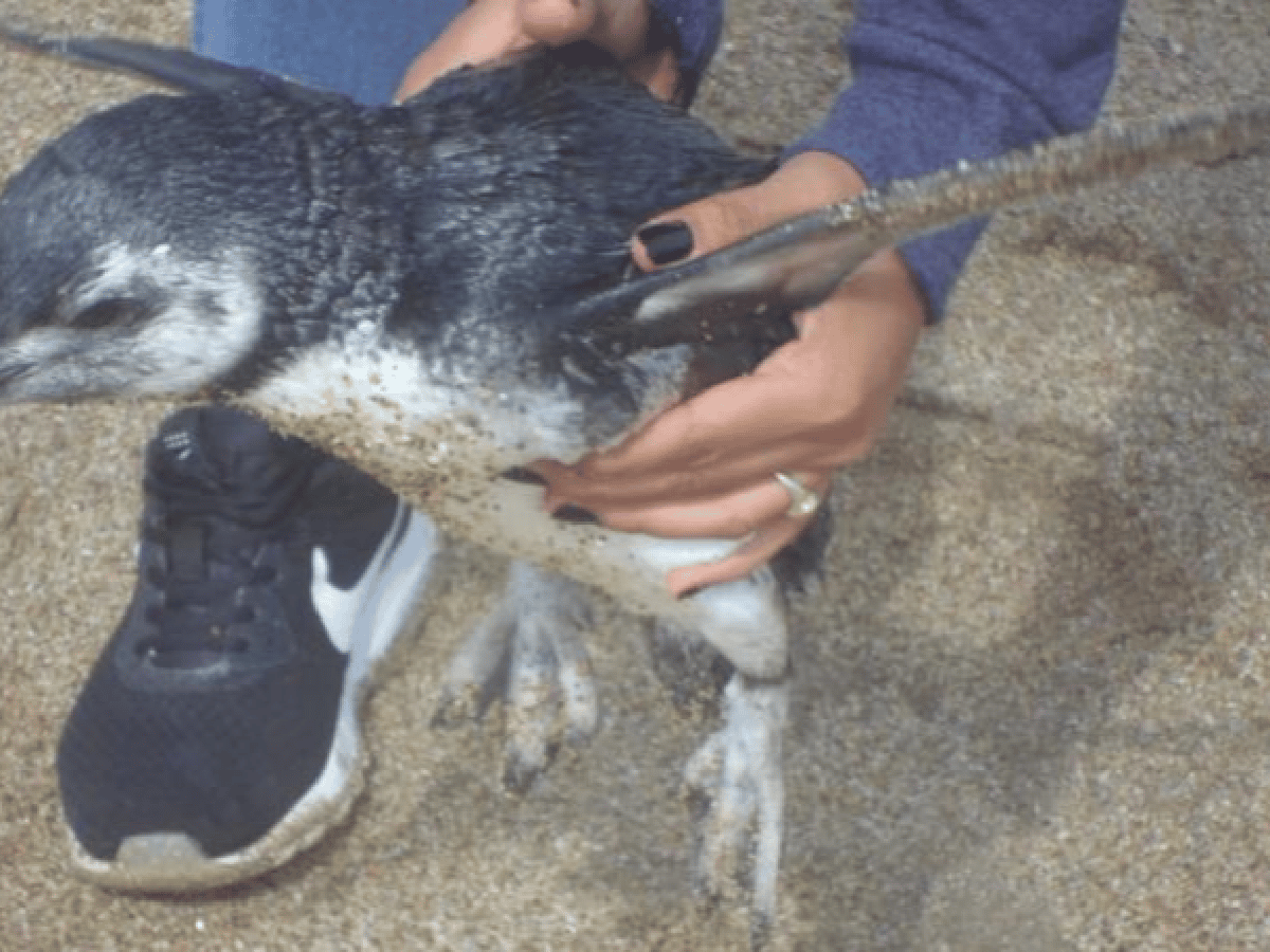 La mujer que se llevó un pingüino a su casa: “Vendí una play para alimentarlo”