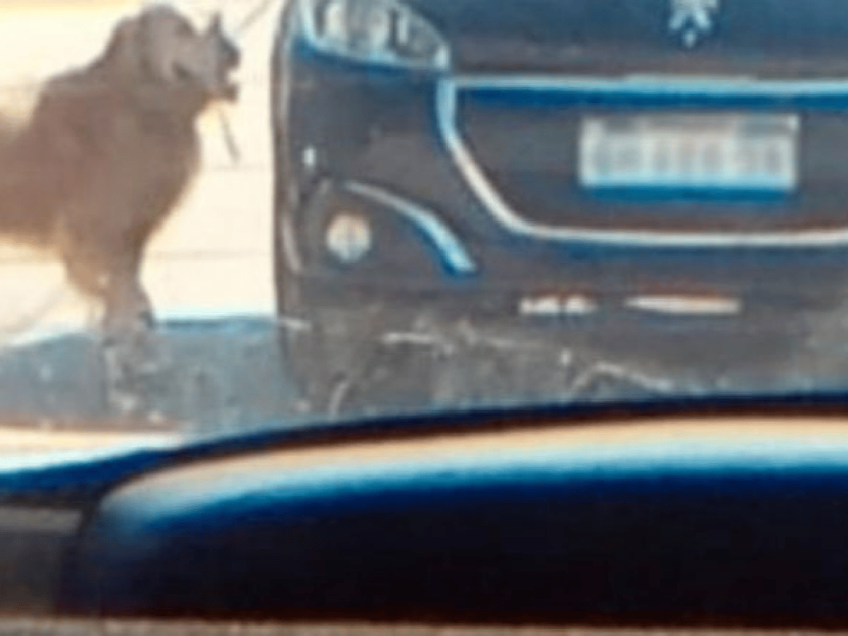 Crueldad en Villa María: paseó a su perro atado mientras manejaba su auto