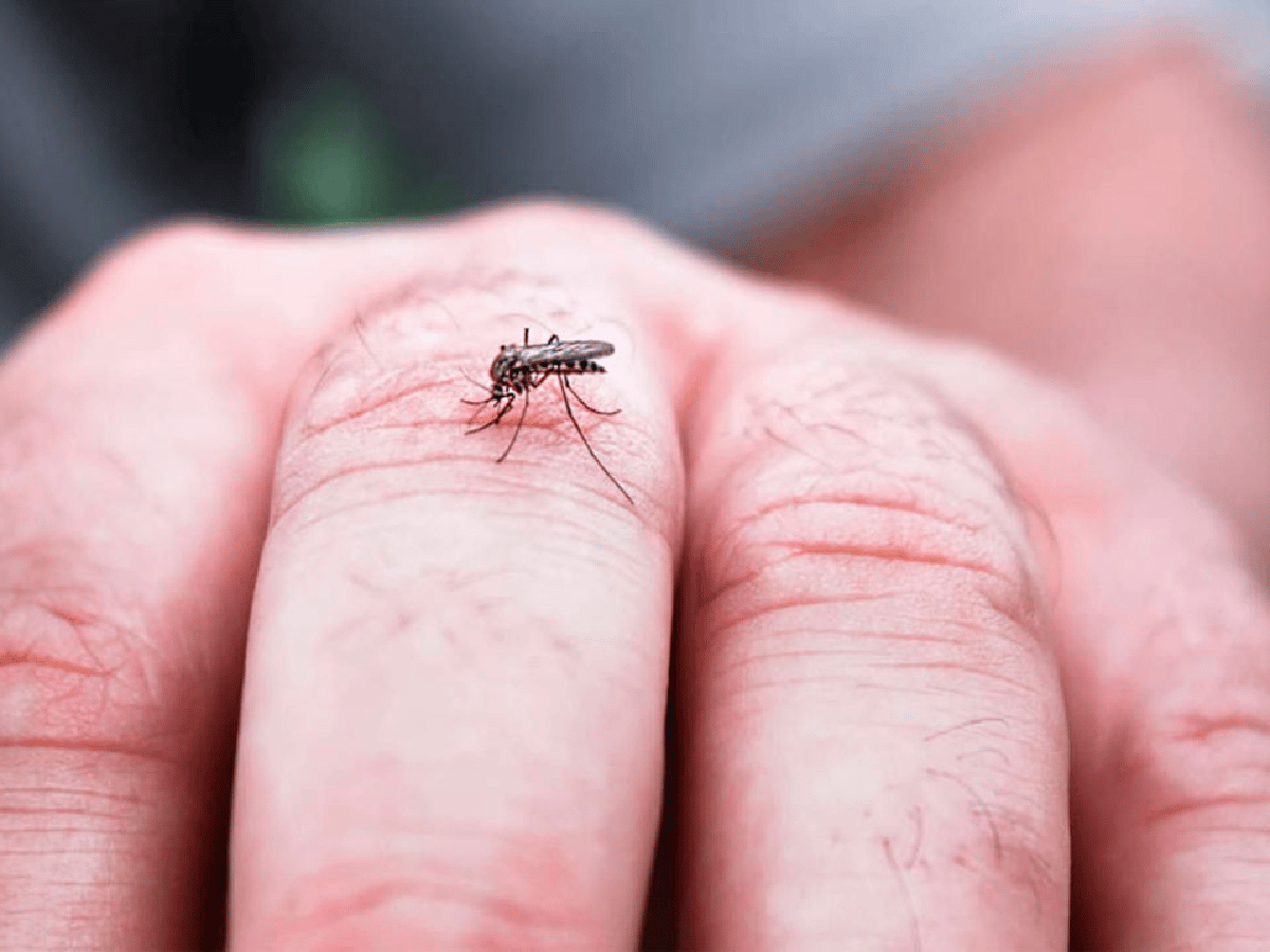Dengue autóctono: 17 de 23 casos se dieron  en Balnearia y Marull 