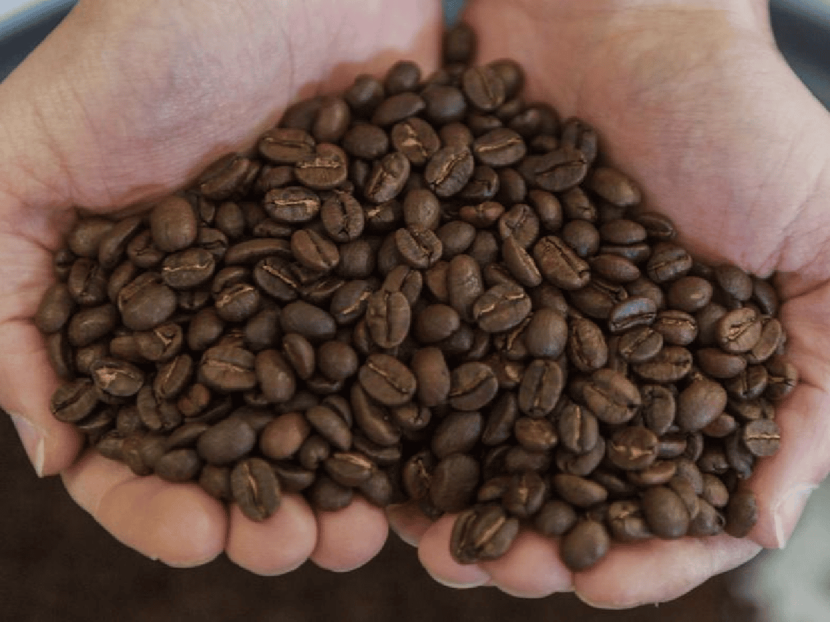 Más del 60% de las variedades de café están en peligro de extinción