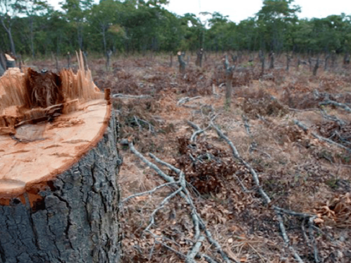 Crearán un fondo para proteger a los bosques nativos