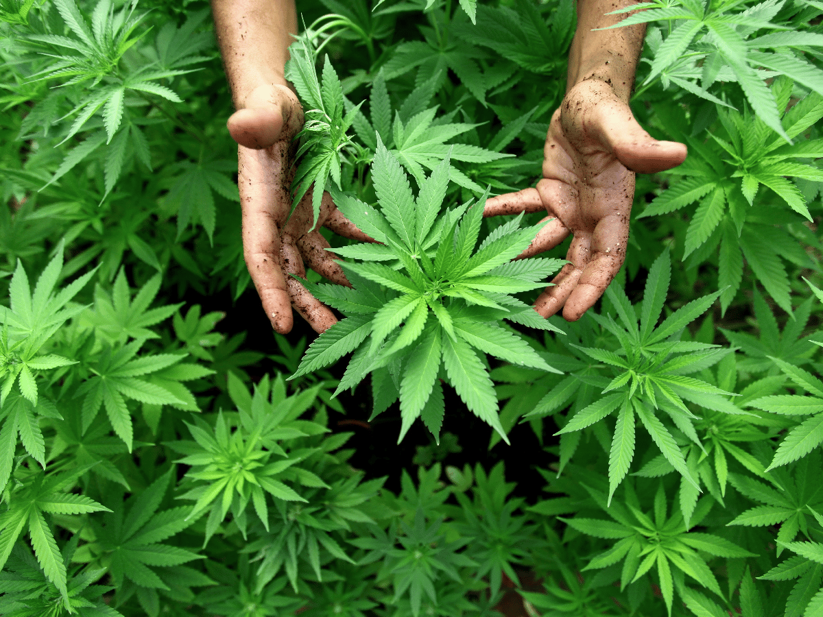 Una clínica de cannabis medicinal funcionará en Mendoza