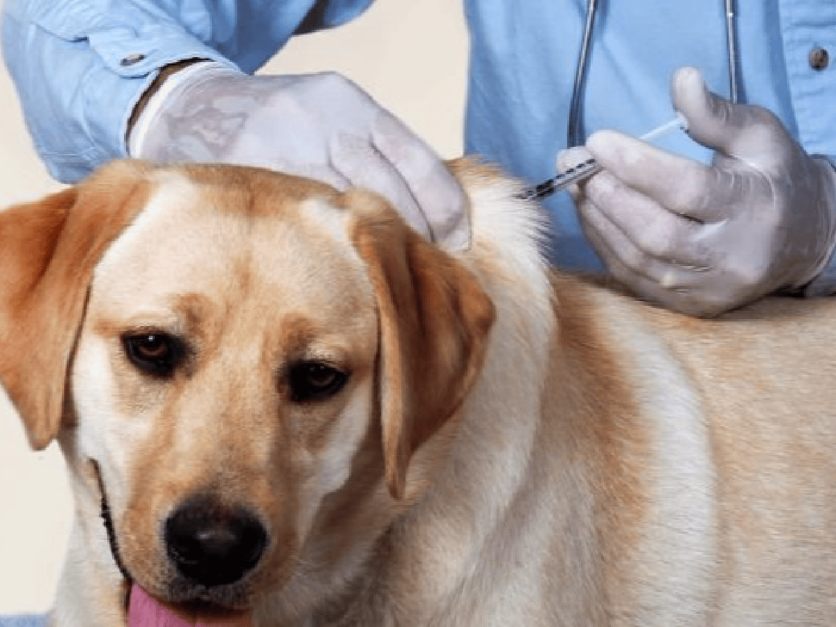 La rabia, una enfermedad que se previene con la vacunación de las mascotas 