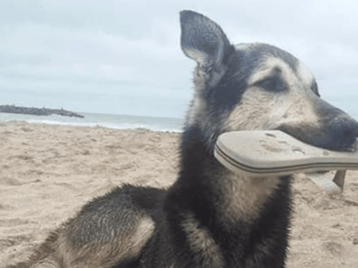 "Roba Ojotas", el perro más famoso de las playas de Santa Clara 