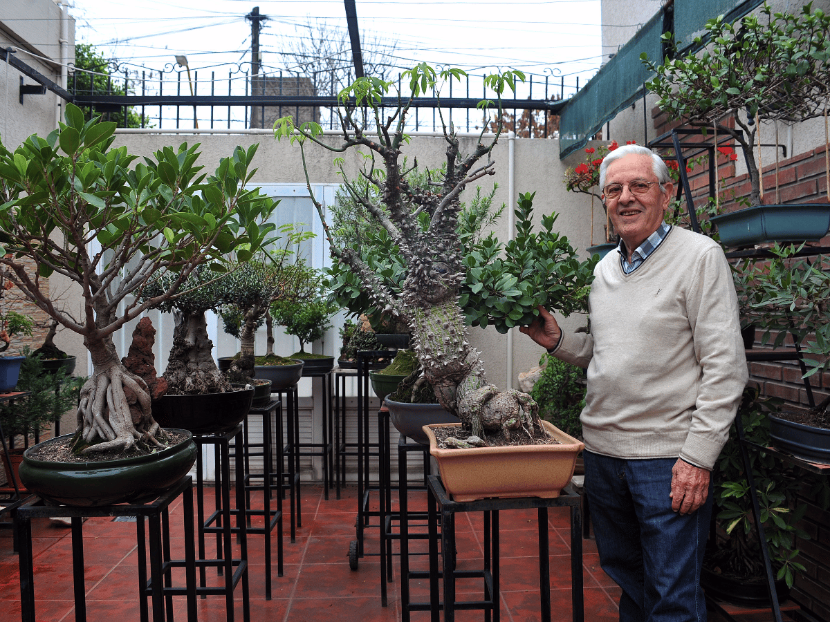 Plácido Lutri sobre el bonsái: “Es el único arte que trabaja con seres vivientes” 